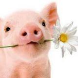 Животные. Милые и веселые :) - Telegram канал