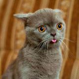 Лекции в коллекцию - Telegram канал