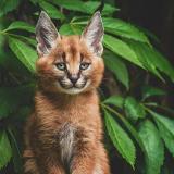 Живтоне - Telegram канал