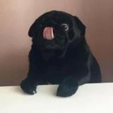 I’m not a cat, blep - Telegram канал