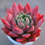 Комнатные растения | florida - Telegram канал