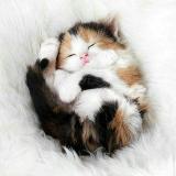 𝔾𝕒𝕥𝕠𝕤 😻 ℂ𝕒𝕥𝕤 - Telegram канал