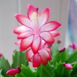 Комнатные растения - Telegram канал