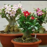 Адениум - Telegram канал