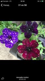 Rassada.tostov - Telegram канал