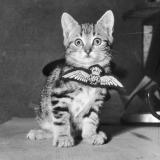 История в фотографиях|Интересные исторические фото - Telegram канал