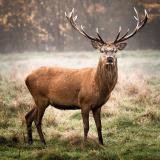 Охотник | Hunt.Ru | Развлекательный канал - Telegram канал