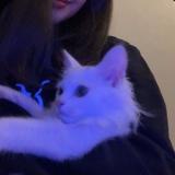 speed songs||speedwer - Telegram канал