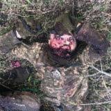 ЖЕСТЬ ВОЙНЫ 21+ - Telegram канал