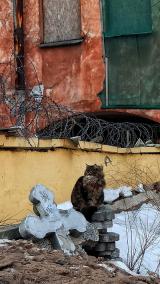 Кобоша думает - Telegram канал